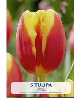 TULPPAANI DENMARK Main Image