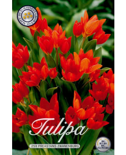 TULPPAANI PRAESTANS ZWANENBURG Main Image