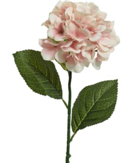 EVERLANDS 800171 HORTEN. TEKOKASVI Main Image