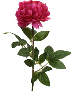 EVERLANDS 800339 PIONI TEKOKUKKA Main Image