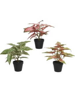 EVERLANDS ALOCASIA ARTIFICIAL PLANT Main Image