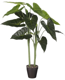 ALOCASIA IN POT GREEN H100XD50CM Main Image