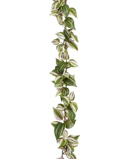 MICA TRADESCANTIA 180X12X5CM KÖYNNÖS Main Image