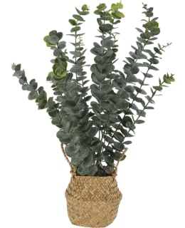 KM PLANT EUCALYPTUS IN BASKET Main Image