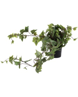 KM 80 CM MURATTI TEKOKUKKA RUUKUSSA Main Image