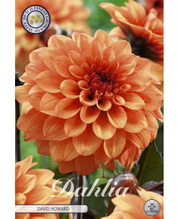 DAALIA DAVID HOWARD Main Image