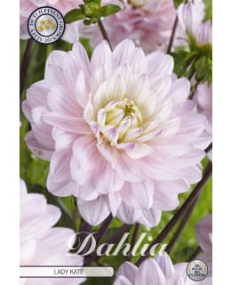 DAALIA LADY KATE Main Image