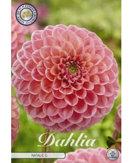 DAALIA NATALIE G Main Image