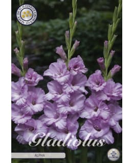 GLADIOLUS ALPHA 10 KPL KUKKASIPULI Main Image