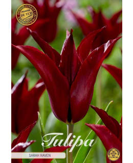 TULPPAANI LILYFLOWERING SARAH RAVEN Main Image