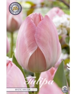 TULPPAANI DARWIN HYBRIDE MYSTIC VANEIJK Main Image