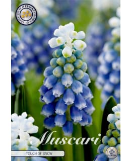 HELMILIJA MUSCARI TOUCH OF SNOW Main Image