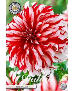 DAHLIA SANTA CLAUS 1KPL KUKKASIPULI Main Image