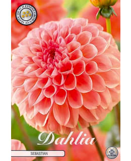 PALLODAALIAT SEBASTIAN Main Image