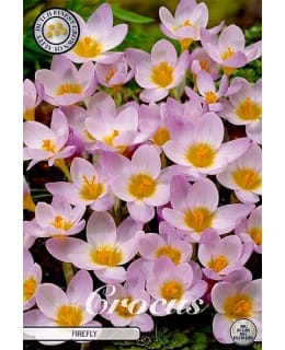KROOKUS CHRYSANTHUS SIBERI FIREFLY Main Image