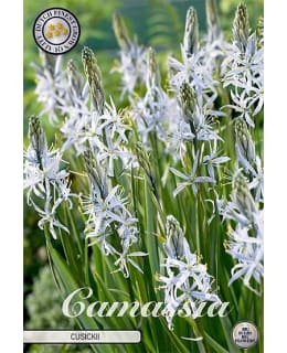 TÄHTIHYASINTTI CAMASSIA CUSICKII Main Image