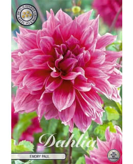 DAHLIA EMORY PAUL 1KPL KUKKASIPULI Main Image