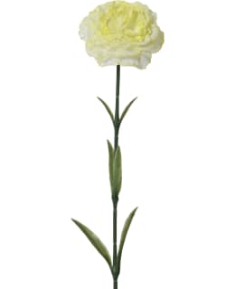 EVERLANDS 811919 TEKOKASVI Main Image