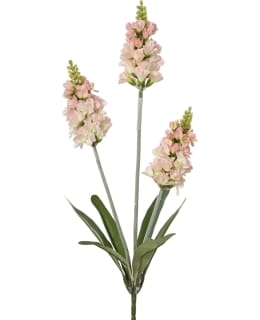 EVERLANDS 899687 TEKOKASVI Main Image