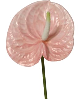 EVERLANDS 899701 TEKOKASVI Main Image