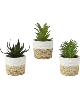 EVERLANDS 810250 TEKOMEHIKASVI Main Image