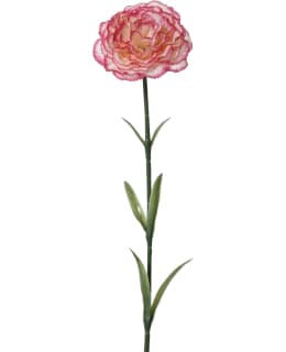 EVERLANDS 811921 TEKOKASVI Main Image