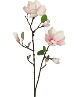 EVERLANDS 899709 TEKOKASVI Main Image