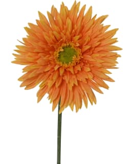 EVERLANDS 899624 TEKOKASVI Main Image