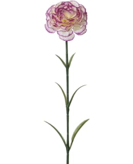 EVERLANDS 811920 TEKOKASVI Main Image