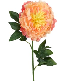 EVERLANDS 833146 PIONI TEKOKUKKA Main Image