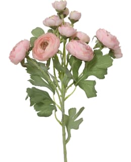 EVERLANDS 899798 TEKOKASVI Main Image