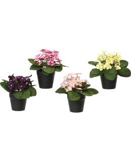 EVERLANDS 808552 DAISY TEKOKASVI Main Image