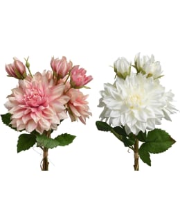 EVERLANDS 808394 DAHLIA TEKOKASVI Main Image