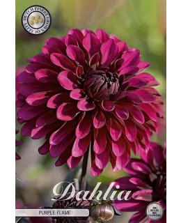 DAHLIA PURPLE FLAME 1 KPL Main Image