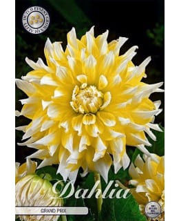 DAHLIA GRAND PRIX 1KPL KUKKASIPULI Main Image