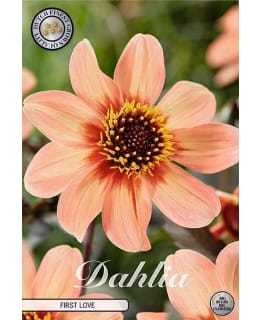 DAHLIA HS FIRST LOVE 1 KPL KUKKASIPULI Main Image