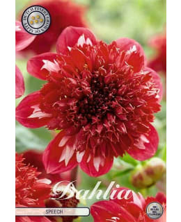 DAHLIA SPEECH 1 KPL KUKKASIPULI Main Image