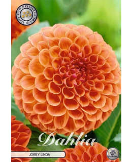 DAHLIA JOWEY LINDA 1 PCS Main Image
