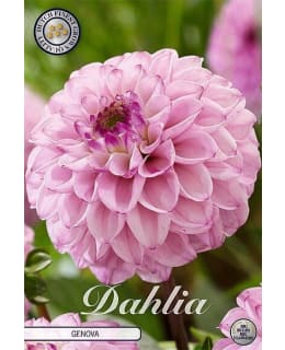 Dahlia Genova 1 kpl kukkamukula Main Image
