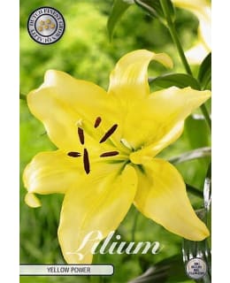 LILIUM YELLOW POWER 2 KPL KUKKASIPULI Main Image
