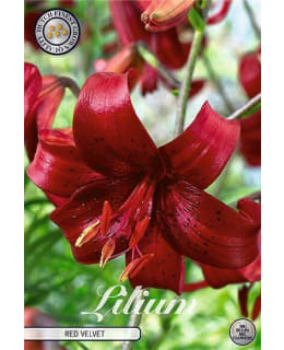LILIUM RED VELVET 2 KPL KUKKASIPULI Main Image