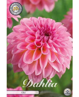 DAHLIA ESLI 1 KPL KUKKASIPULI Main Image