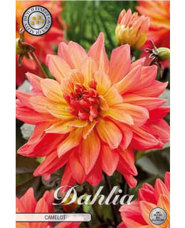 DAHLIA CAMELOT 1 KPL KUKKASIPULI Main Image