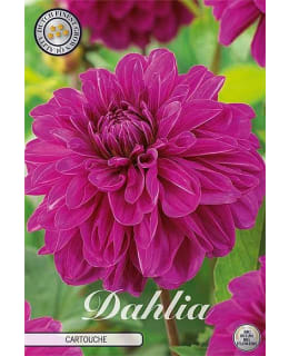 DAHLIA CARTOUCHE Main Image