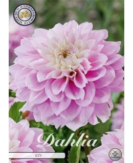 DAHLIA IZZY Main Image