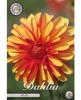 DAHLIA JAPLOU 1KPL KUKKASIPULI Main Image
