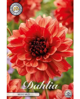 DAHLIA MISSIS MILEY 1KPL KUKKASIPULI Main Image