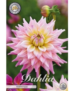 DAHLIA ROMANTIQUE 1 KPL KUKKASIPULI Main Image
