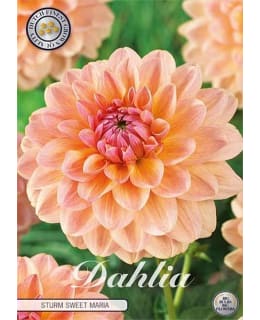 DAHLIA STRUM SWEET MARIA Main Image