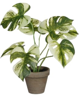 MICA MONSTERA 30X24CM TEKOKASVI Main Image